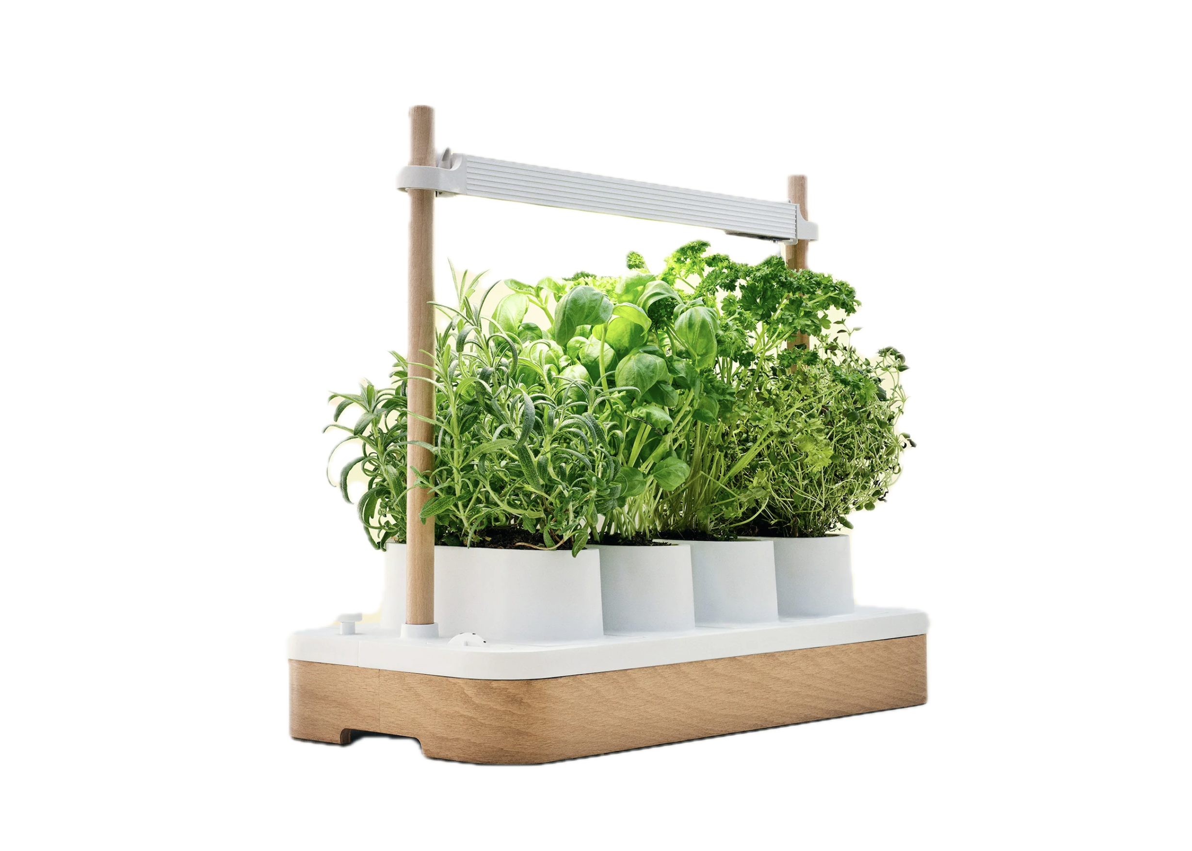 AUK Mini  Svart Valntt | Gro Pro